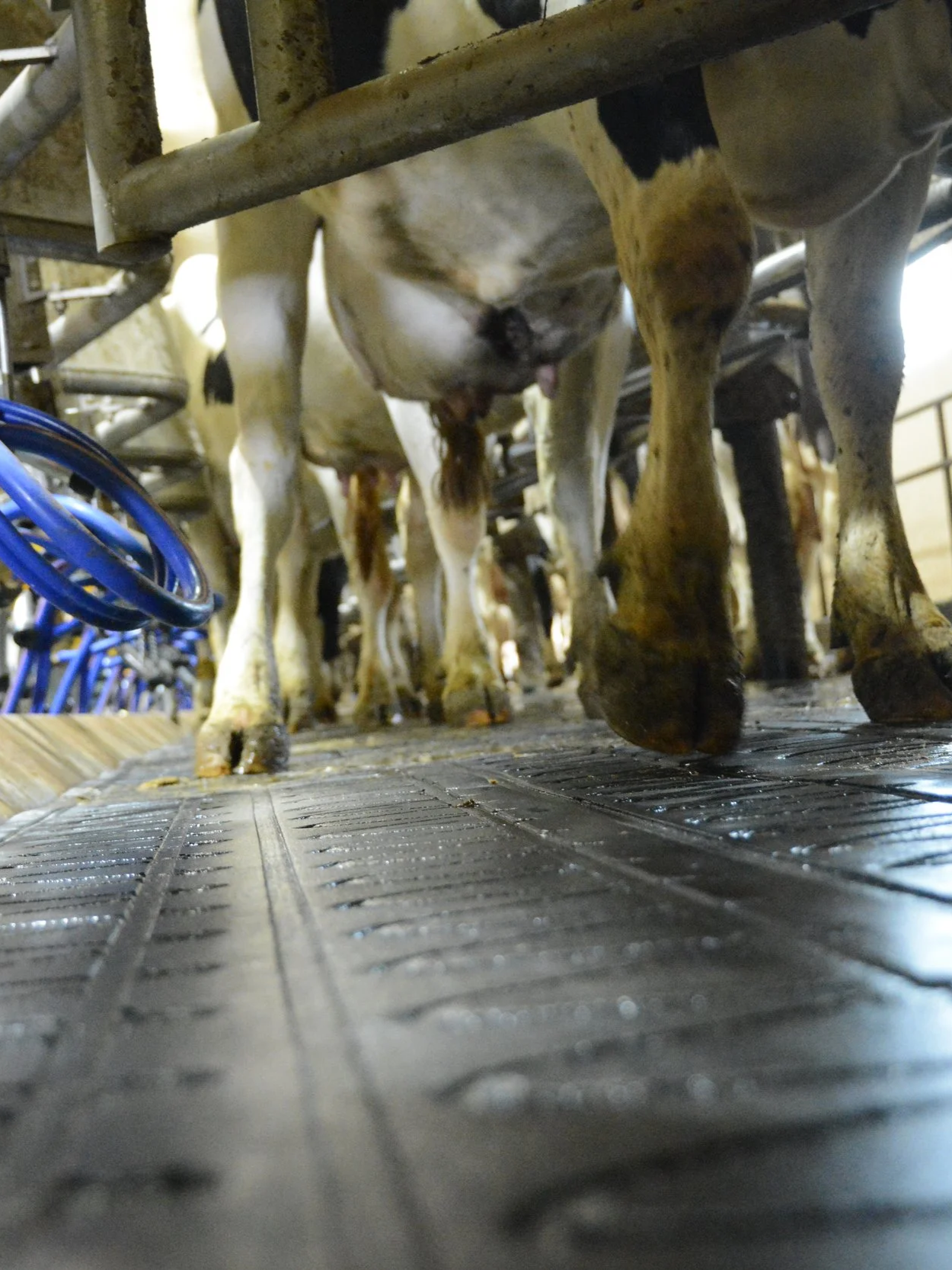 Dairy Is On A 16-Month Growth Run</span>