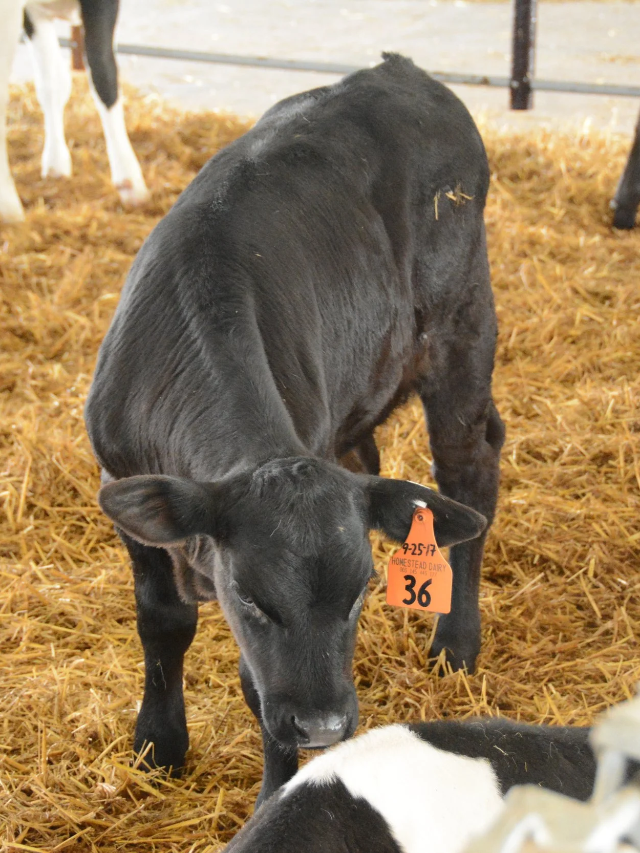 What Happens When Beef Cross Calf Prices Drop?</span>
