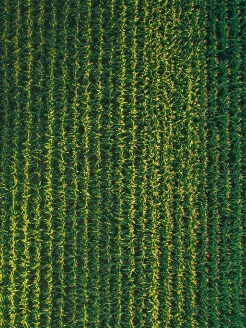 Corn, Wheat Continue To Fall With Oil Prices</span>