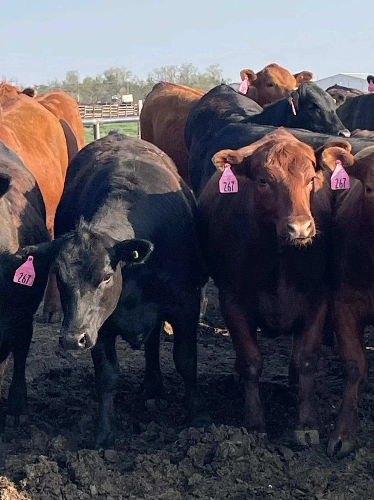 Cattle Complex Stuck in Sideways Market