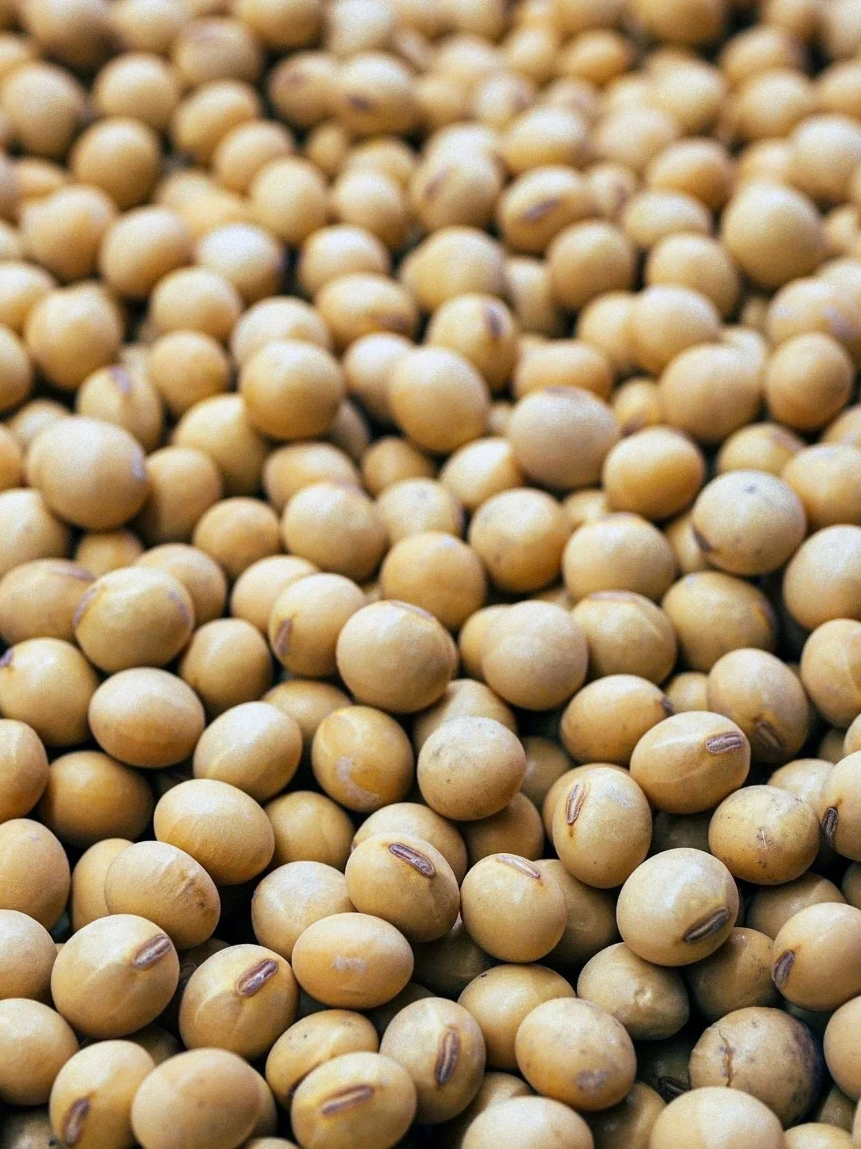 Why Are You Anchored By Corn and Soybeans?