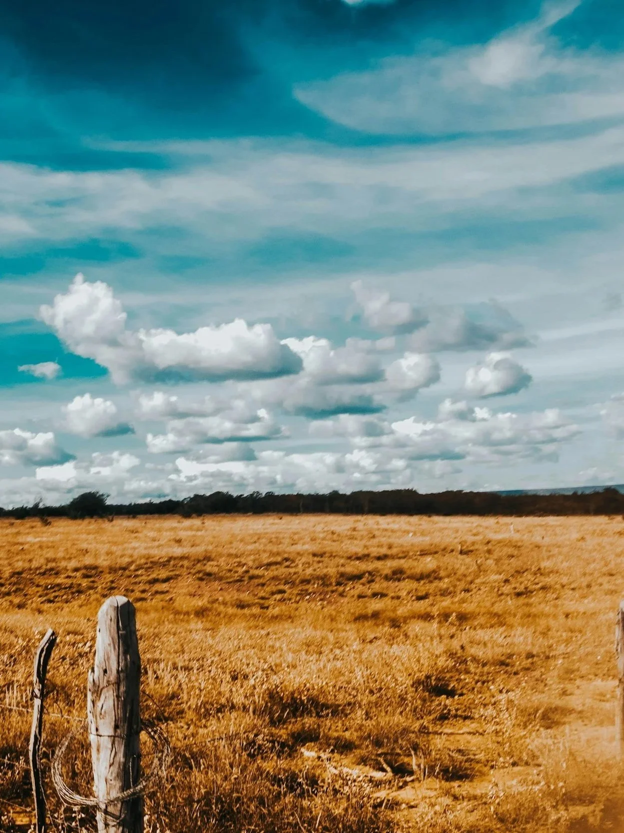 Drought Forces Tough Decisions For Cattlemen</span>