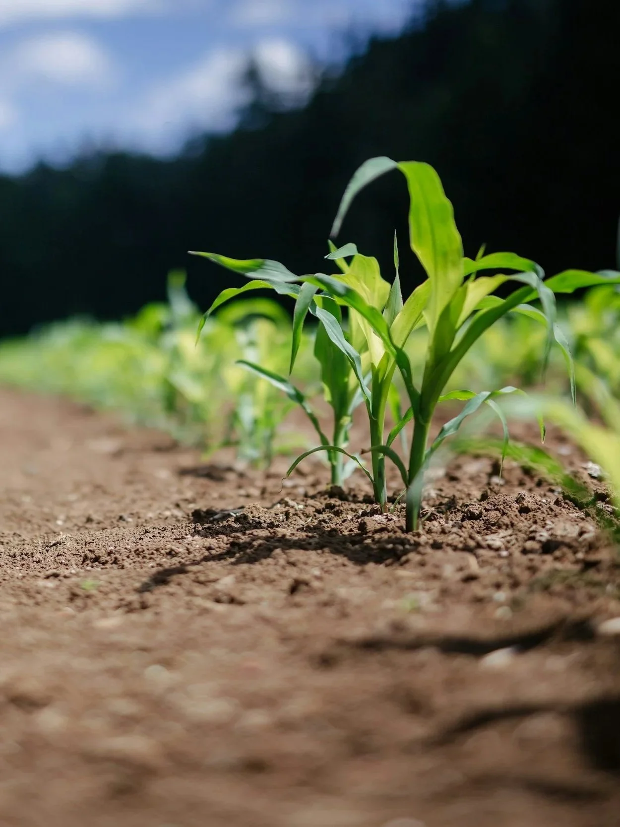 Midwest Planters Share Successes, Challenges</span>