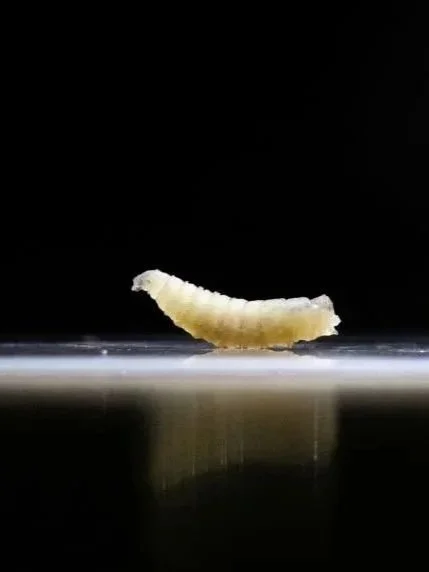 U.S. Confirms First New World Screwworm Case</span>