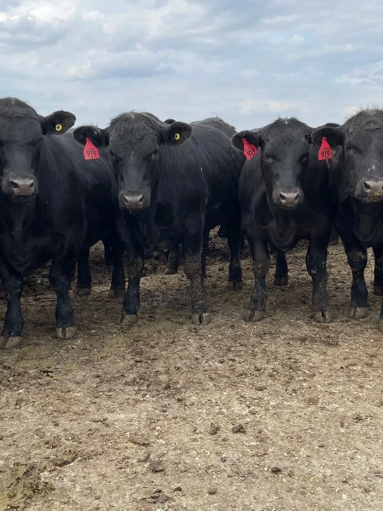 Bigger Cattle Is The New Normal</span>