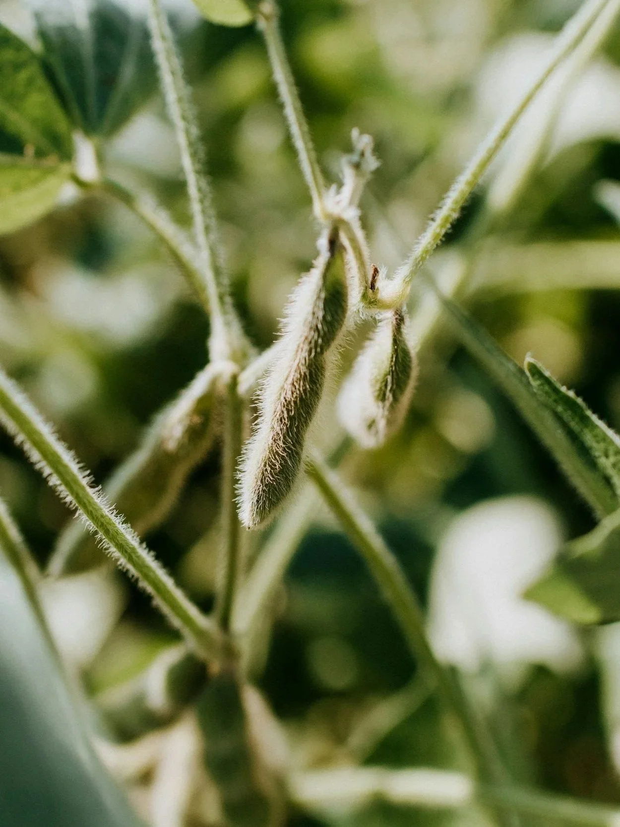 Record Soybean Crop May Be Coming</span>
