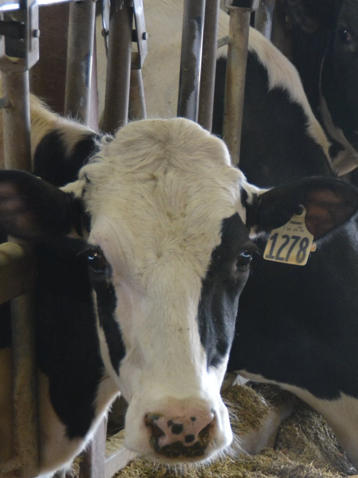 How Dairies Can Handle New World Screwworm</span>