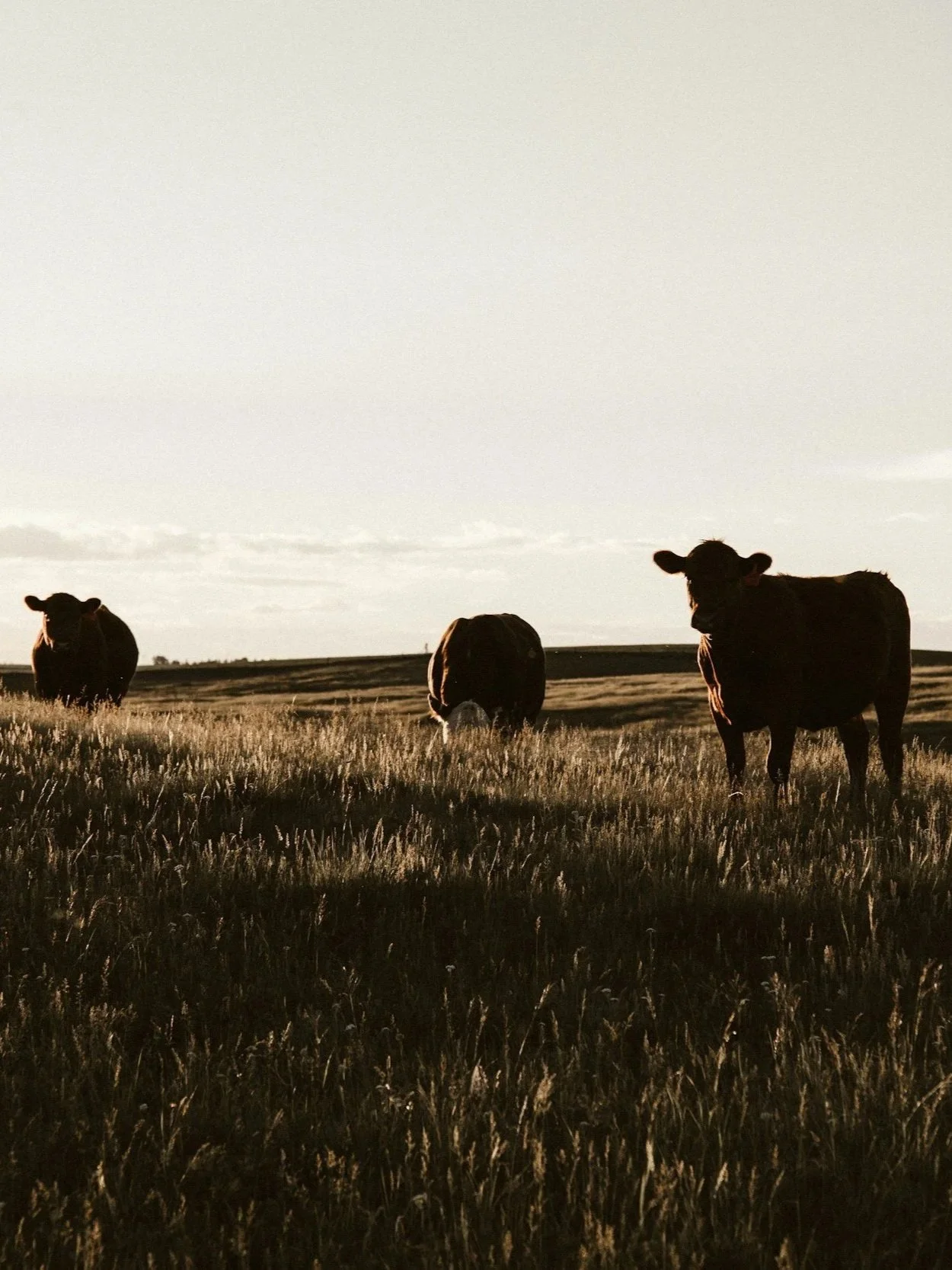 Why NWS Sparked A Cattle Market Rally</span>