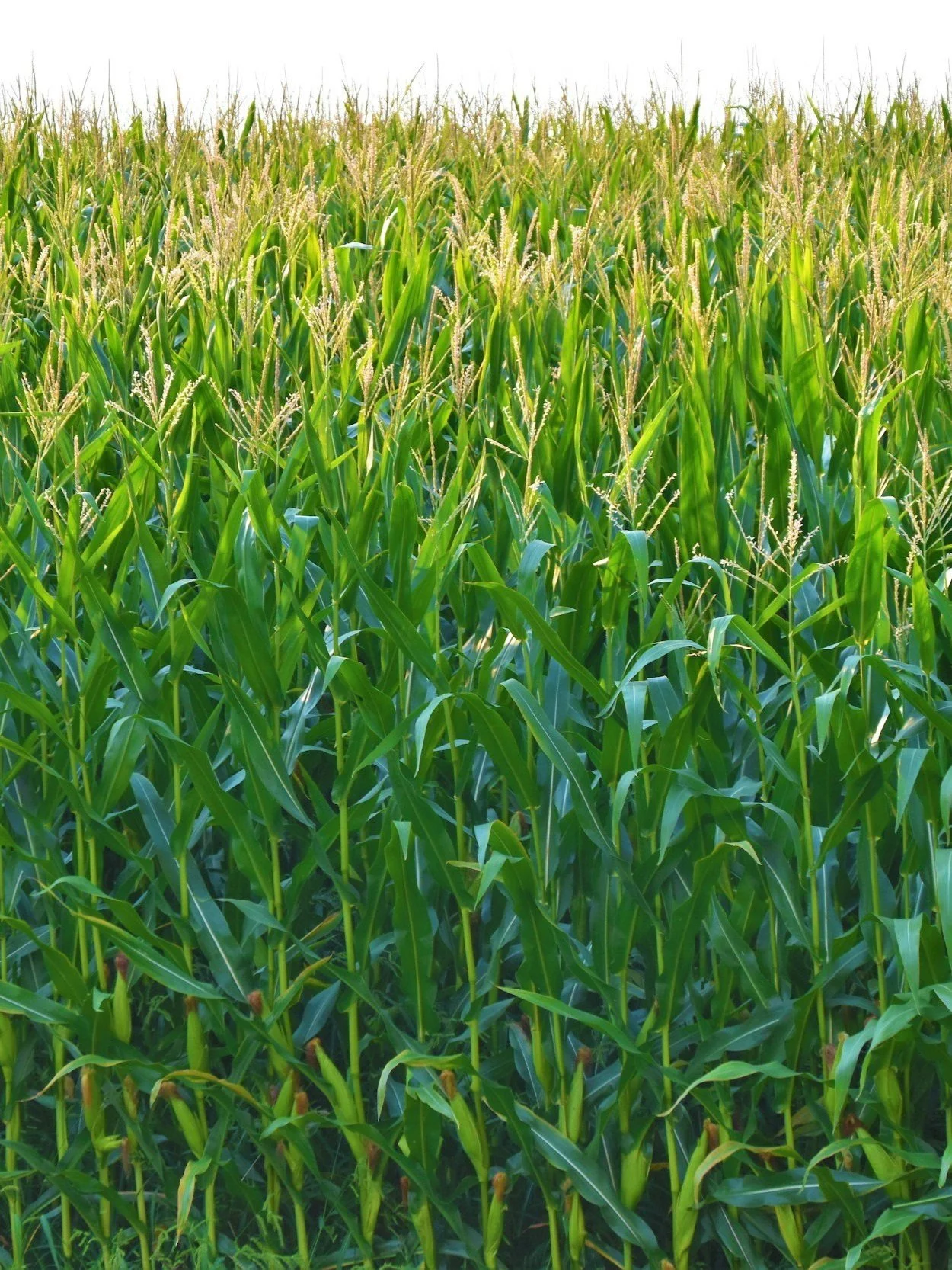 “Variable” Best Way To Describe Corn Crop</span>