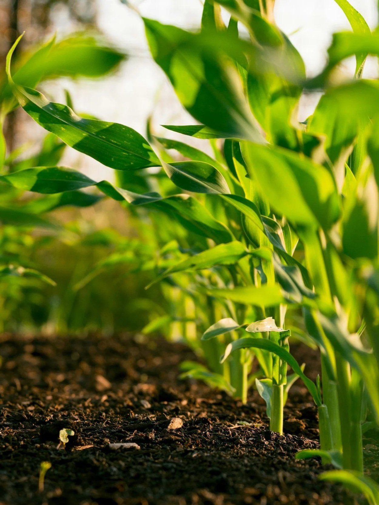 Here’s What’s Impacting Crop Price Scenarios</span>