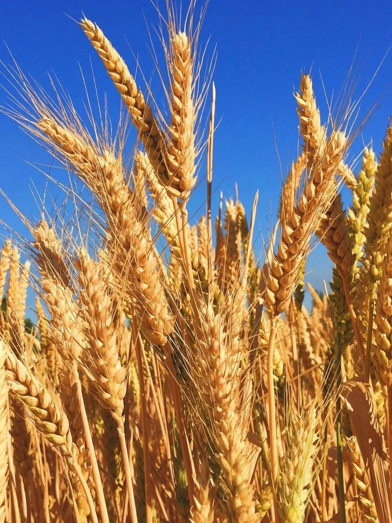 Grains Markets Rally on China Talk</span>