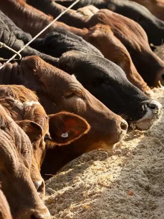 Cattle on Feed Higher, Placements Lower </span>