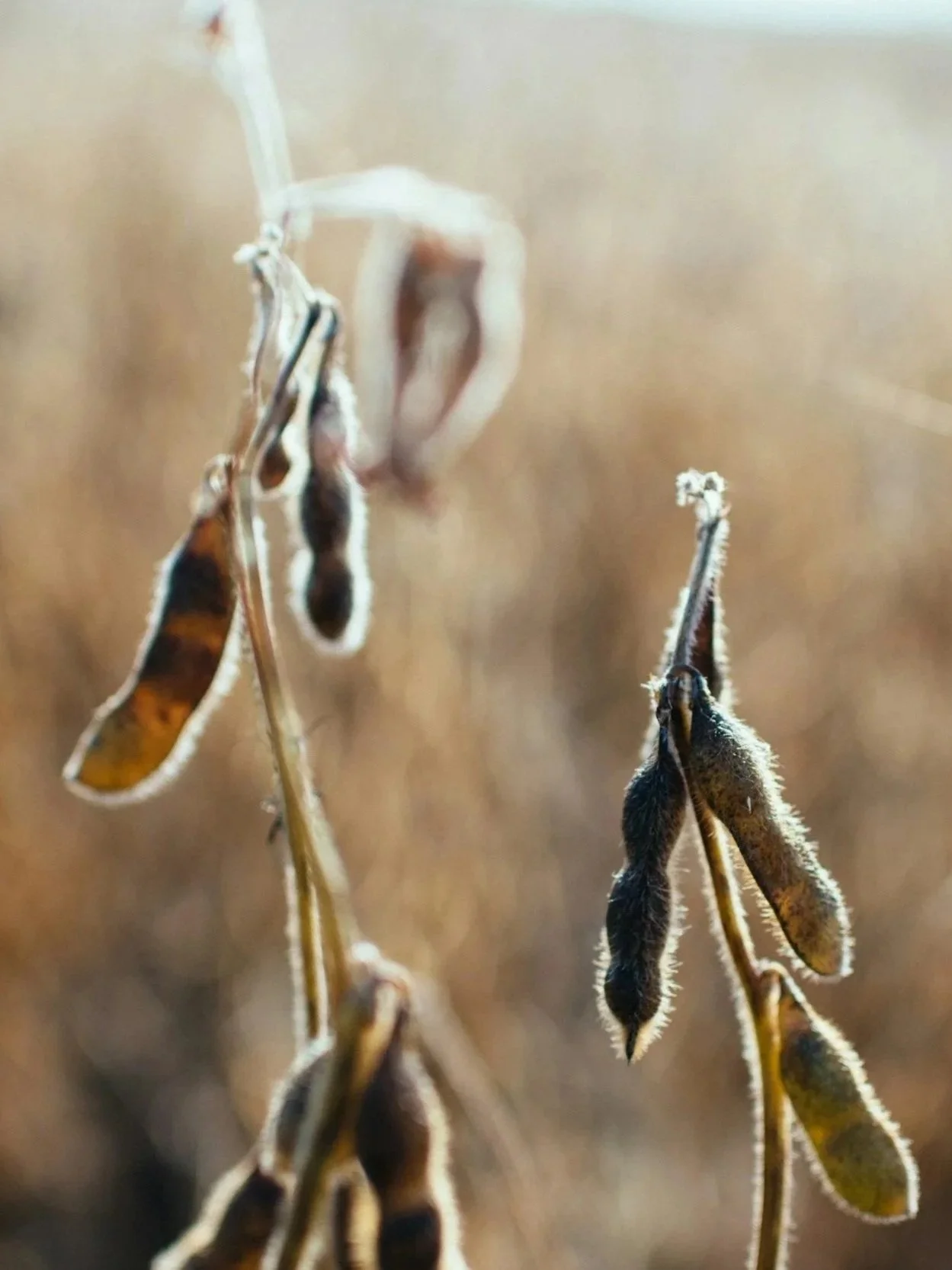Soybean Markets Are At A Crossroads</span>