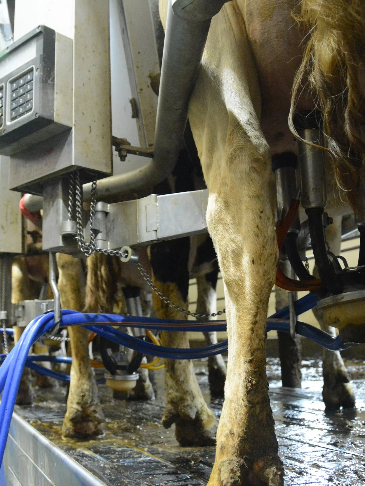 Milk Production, Cow Numbers Keep Growing</span>