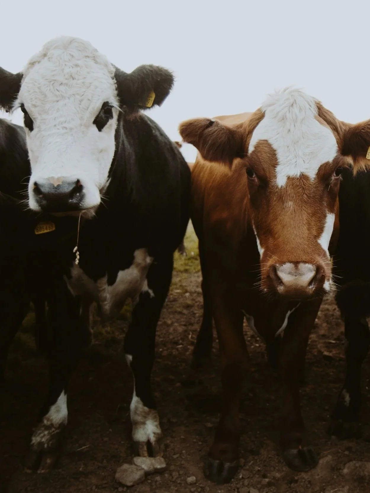 Revisit Basis for Lighter Weight Cattle</span>