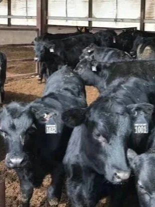 Beef-On-Dairy Drives Record Heifer Prices</span>