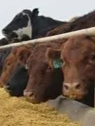 Feedlot Margins Continue to Soar