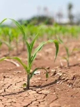 Dry Conditions Continue for Northern Corn States</span>
