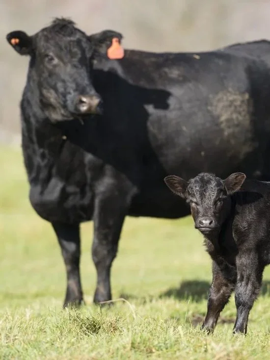 Three Factors Will Impact Beef Complex</span>