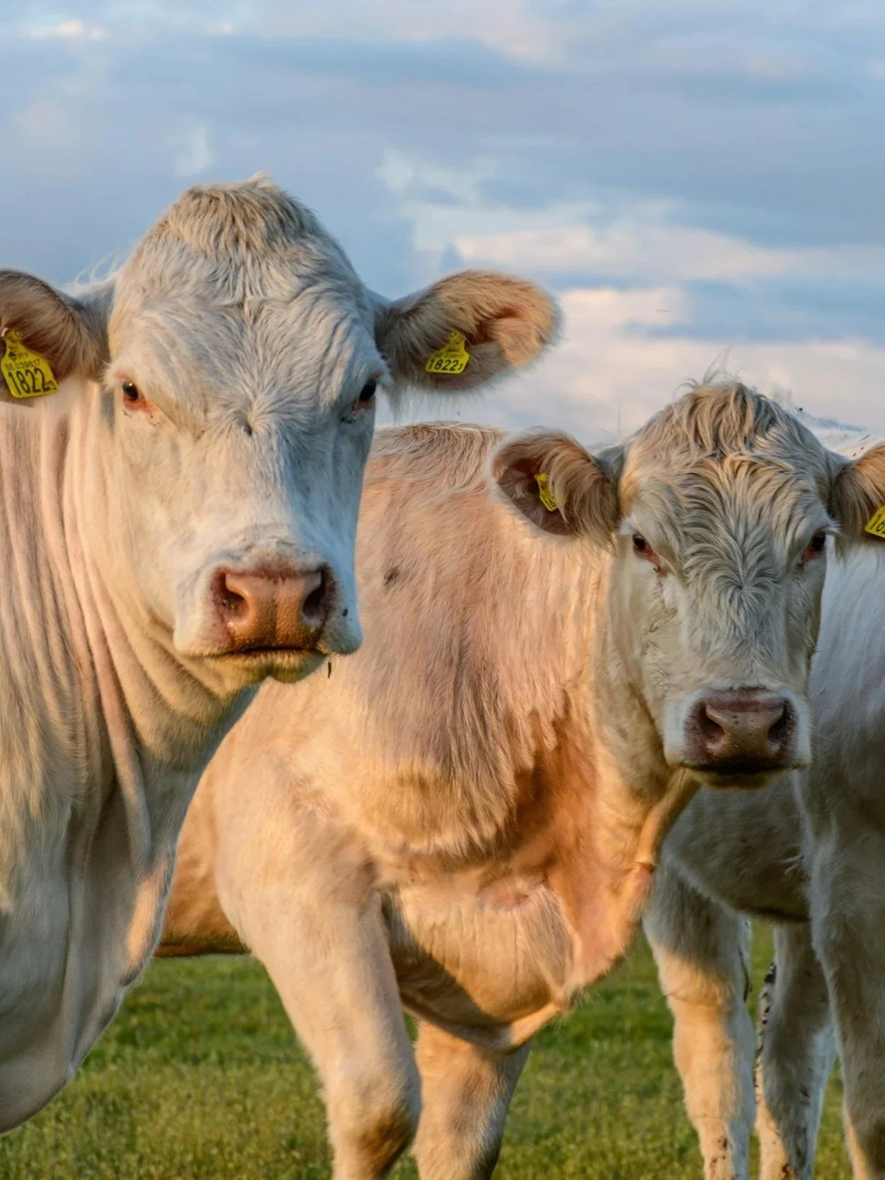 Drop in Heifer Share Doesn’t Mean Expansion</span>