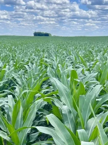 Agronomists Describe Current Growing Season</span>