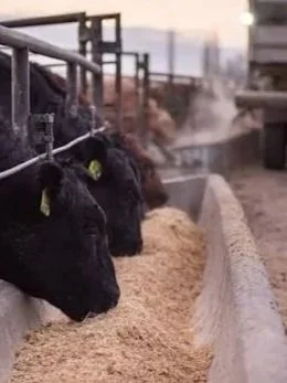 Be Cautious With Cattle Markets</span>