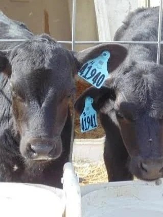 The Rapidly Maturing Beef-On-Dairy Market</span>