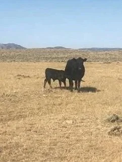 Massive Heat Wave Blasts Already Dry Pastures</span>