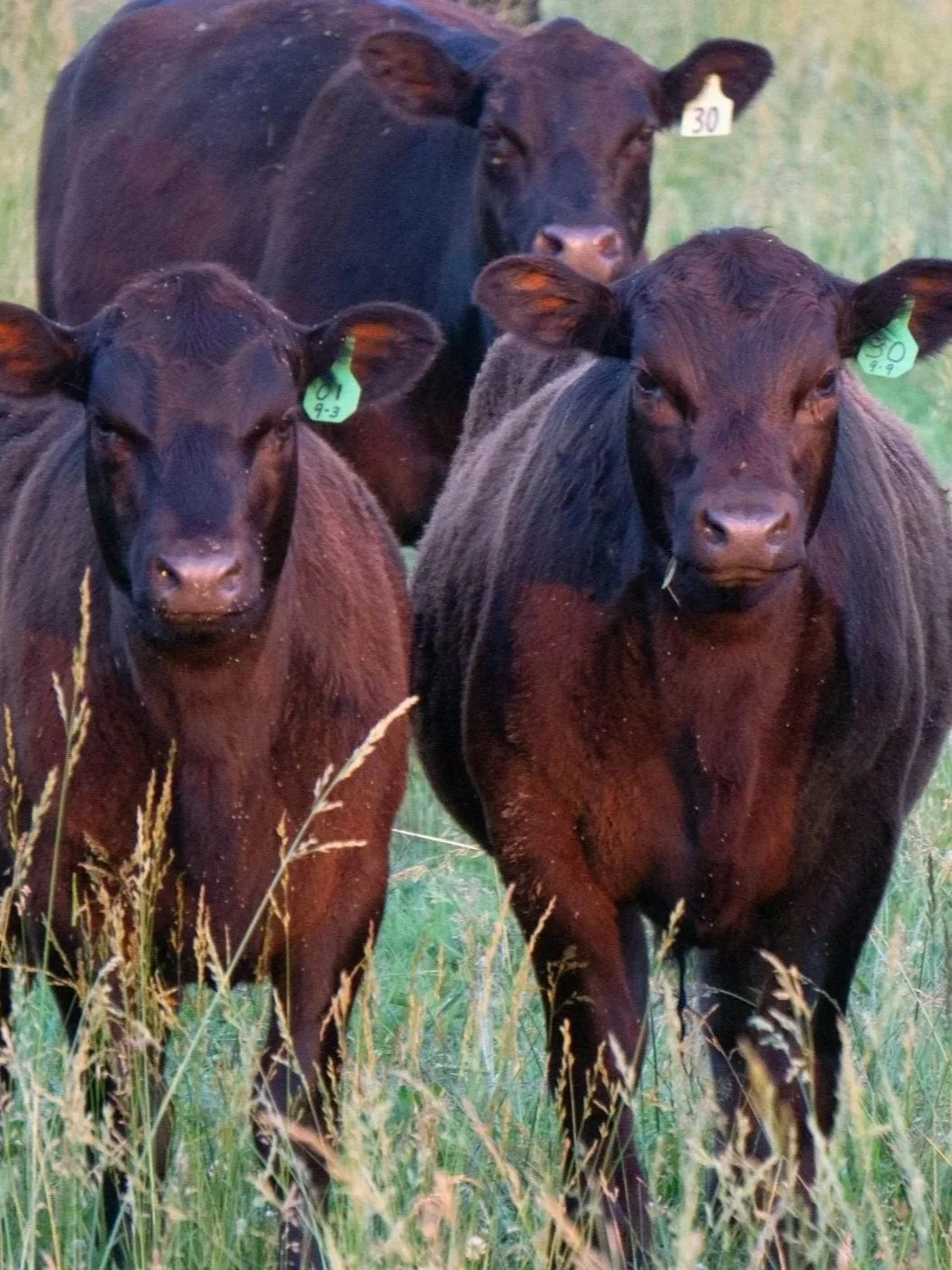 Cattle Futures Reverse Two-Week Slide</span>