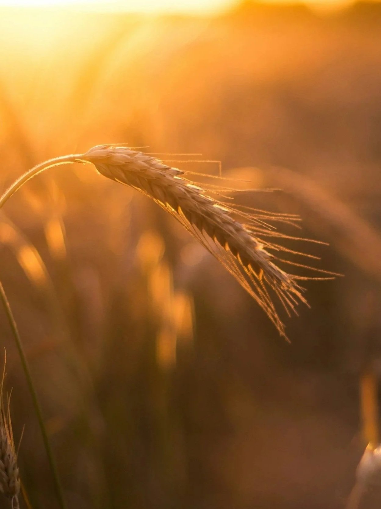 You Can Benefit From the Grain Rally</span>