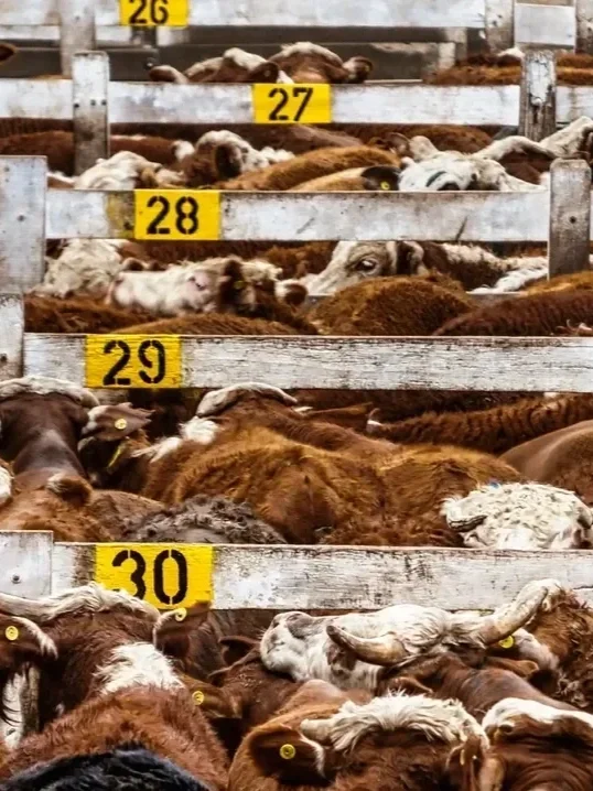 Cattle Futures on a Record Slide</span>
