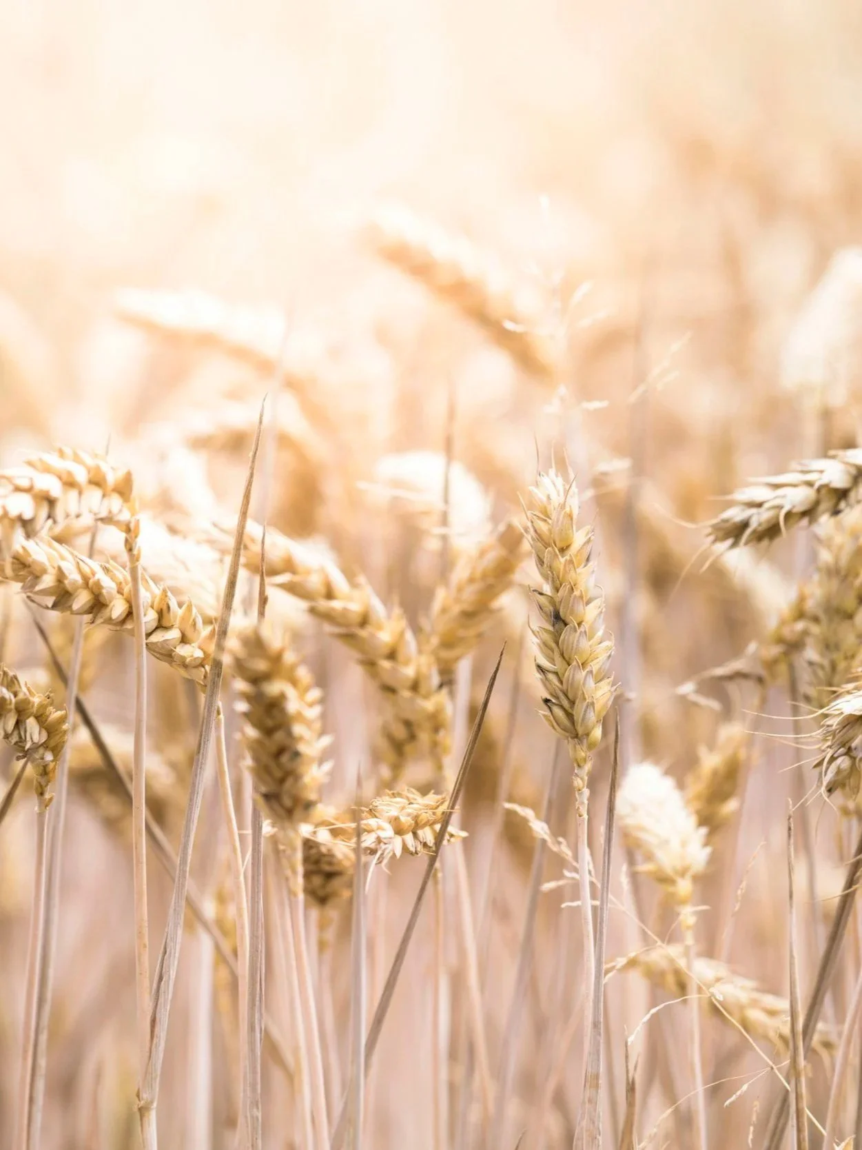 Grains Close Higher for a Second Week</span>
