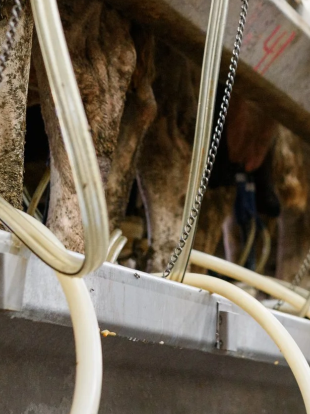 Milk Production Keeps Climbing, Up 2.4%</span>