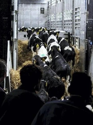 Larger Herd Drives Higher Culling Rates</span>