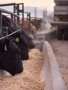 July 1 Cattle on Feed Up 2% Over Last Year</span>
