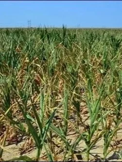 July Brought Lowest Precipitation Since 2014</span>