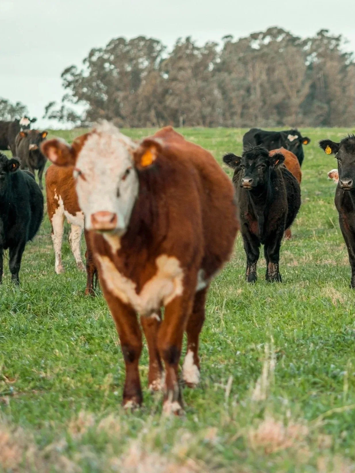 Beef Prices Drop $39 On Border News</span>