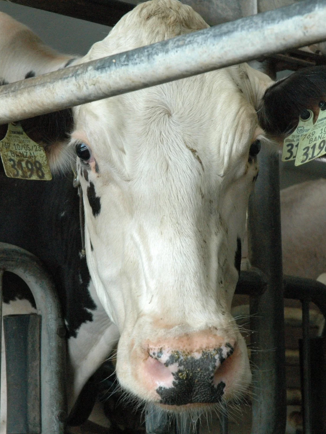 Here’s What Will Shape Dairy’s Future</span>