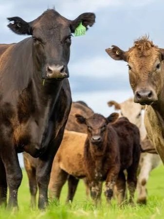 Is The U.S. Cattle Industry Done Shrinking?</span>