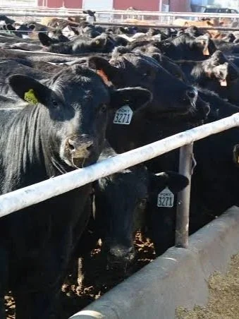 Cattle Feeders and Packers Find Margin Relief</span>