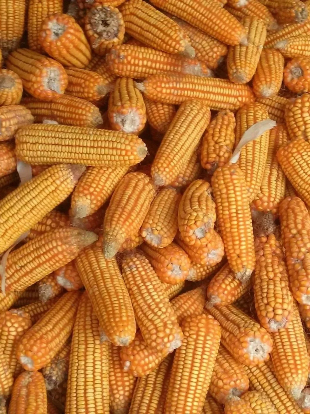 Global Grain Supply Point to Bullish 2027</span>