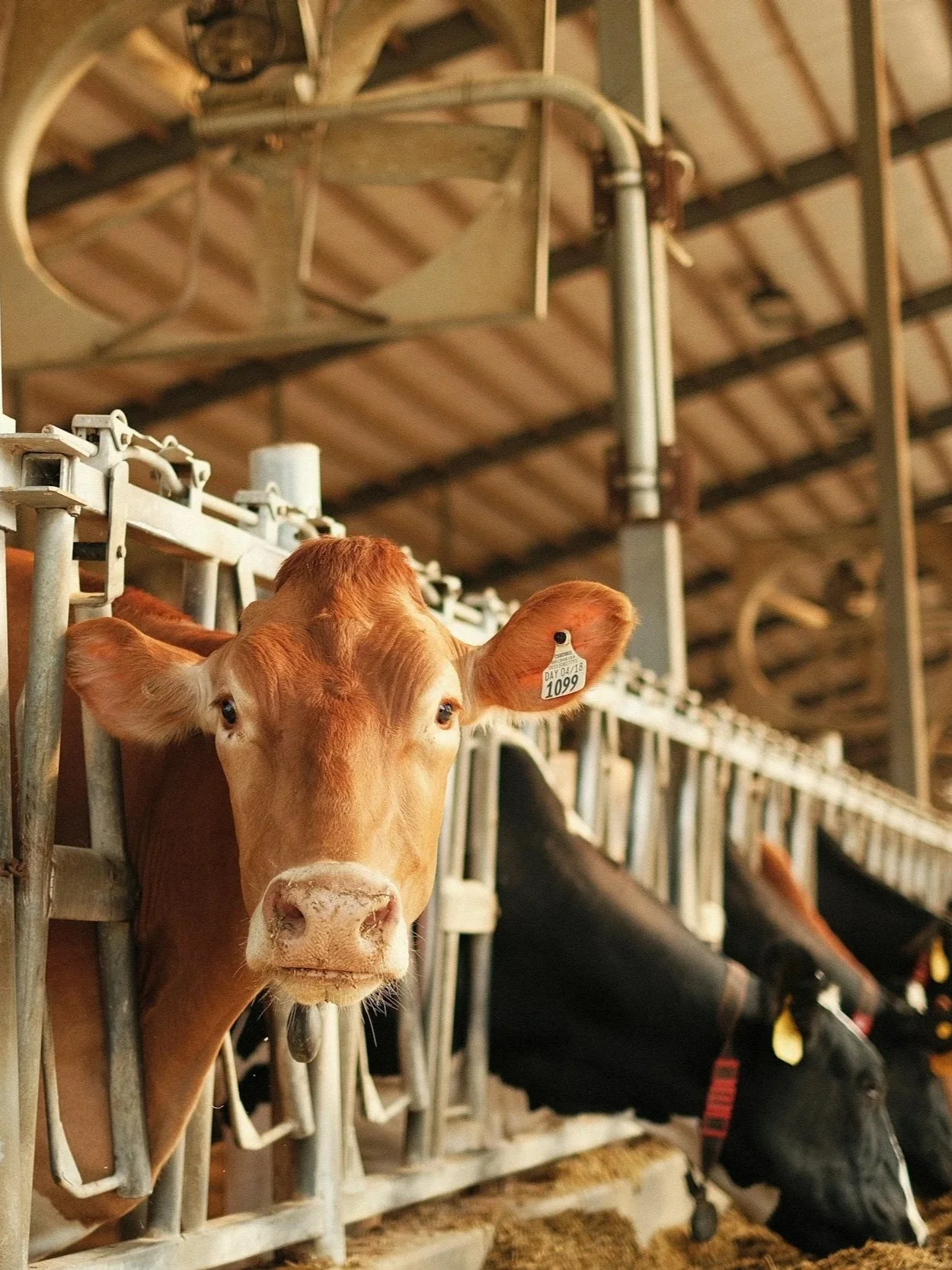 Seasonal Demand Could Save Milk Prices</span>