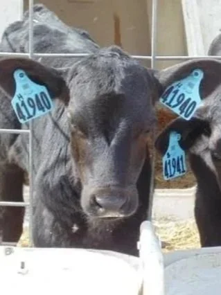 Here’s Where Dairy Fits in Cattle Herd Rebuild</span>
