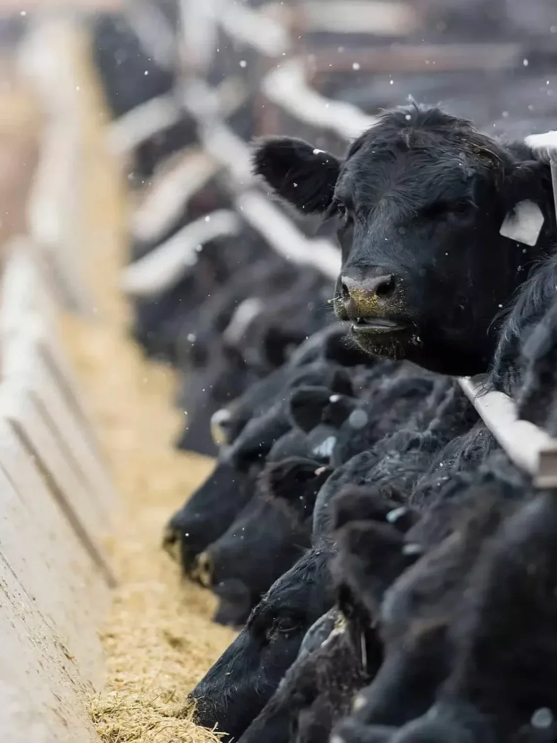 Cattle Futures Drop As Options Expire</span>