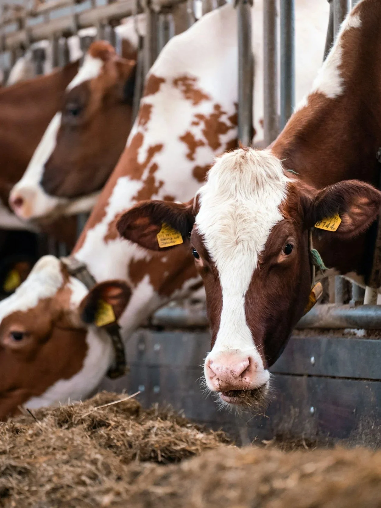 Feed Costs Will Continue to Squeeze Dairy Margins</span>