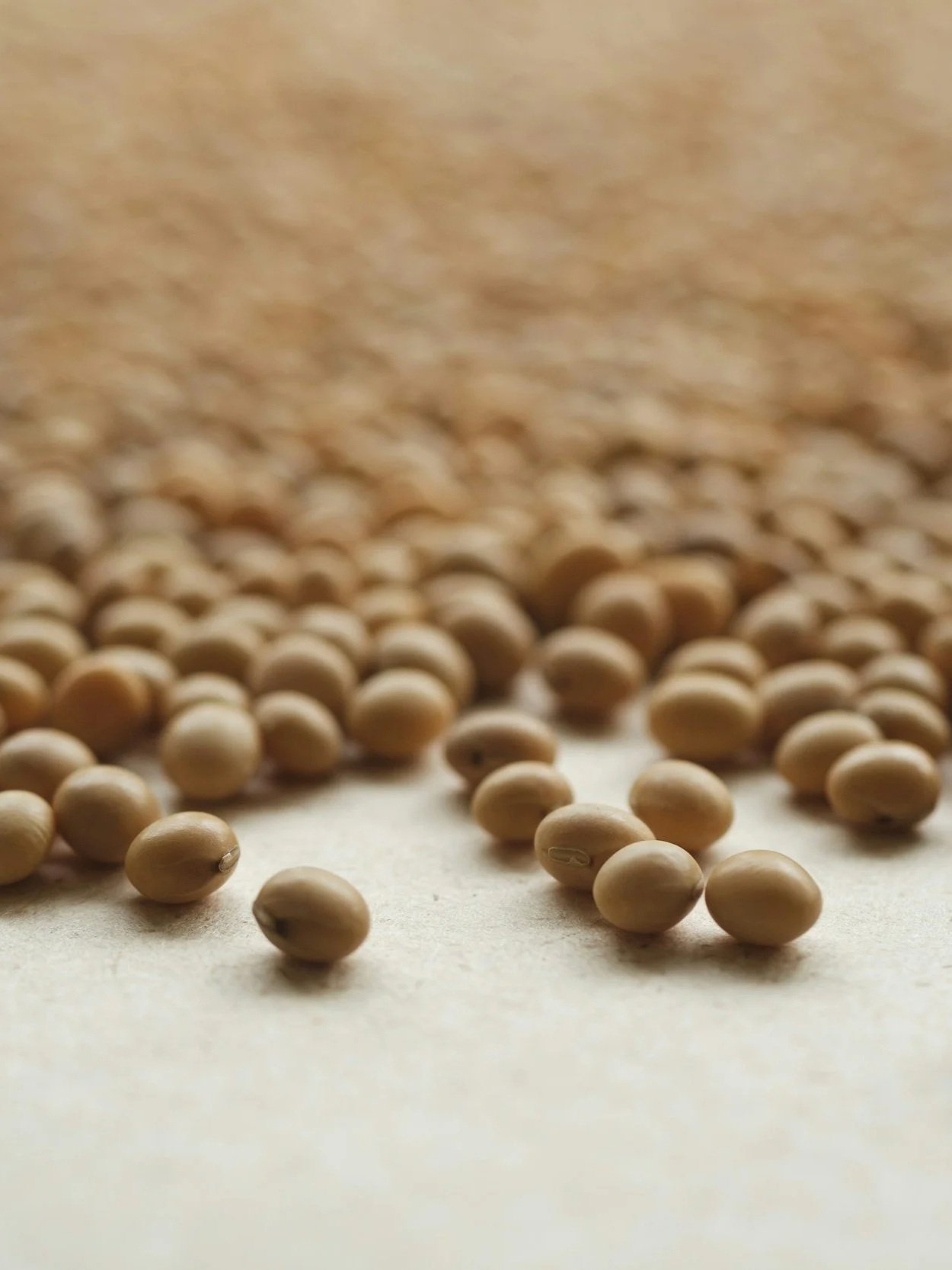 WASDE Raises Corn, Soybean Projections</span>