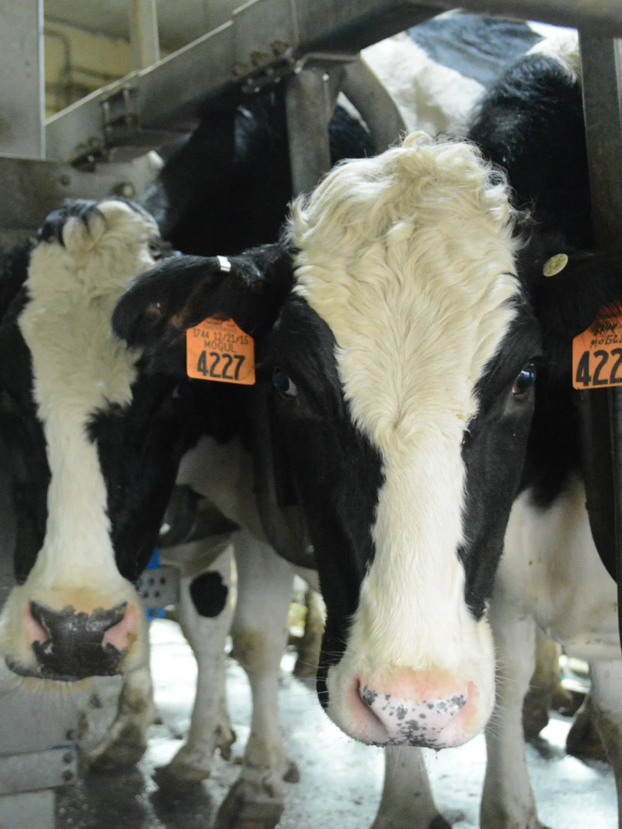 How Dairy Will Grow 15 Billion Pounds By 2030</span>