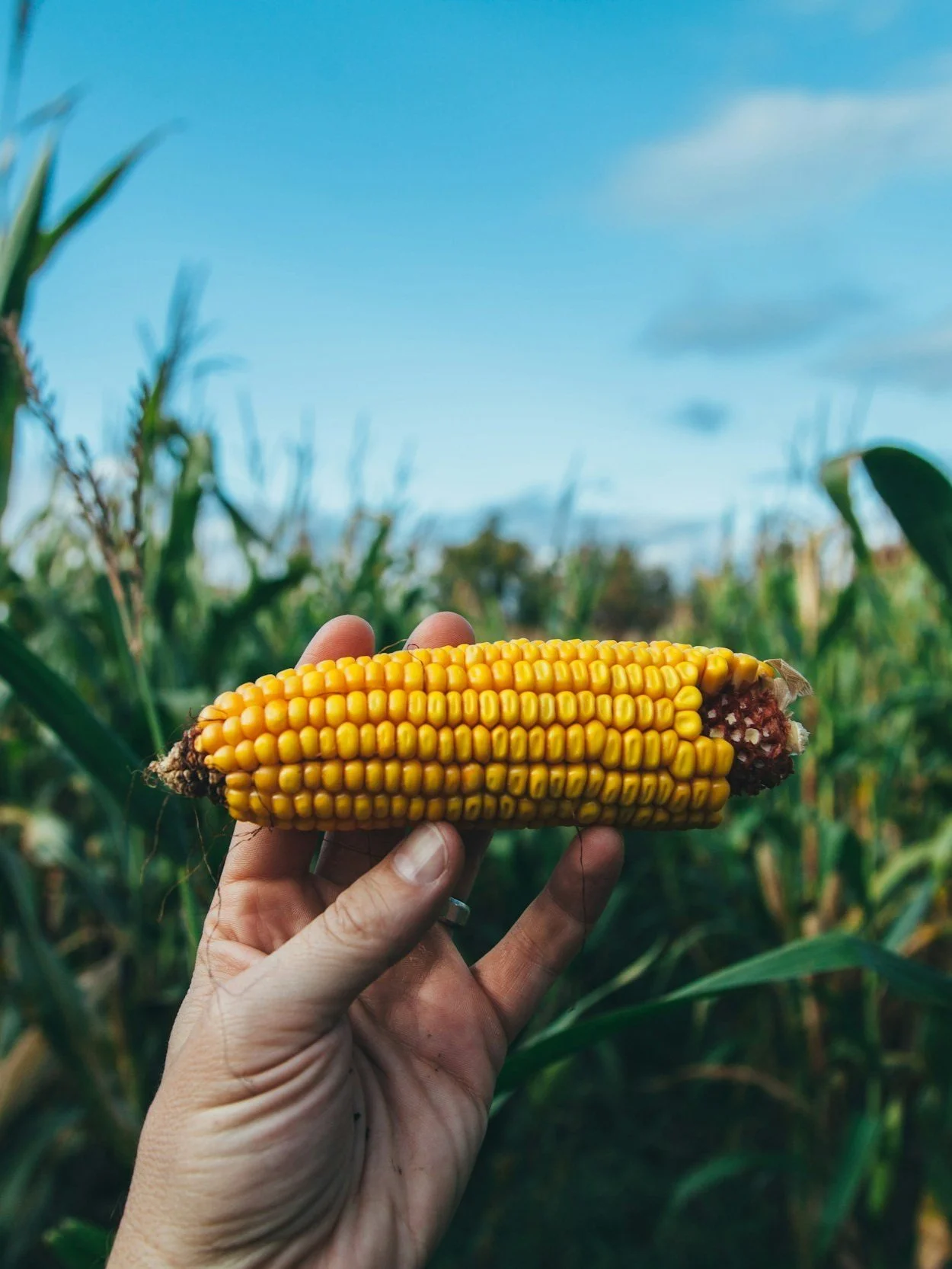 Eight Steps to the Best Seed Decisions</span>