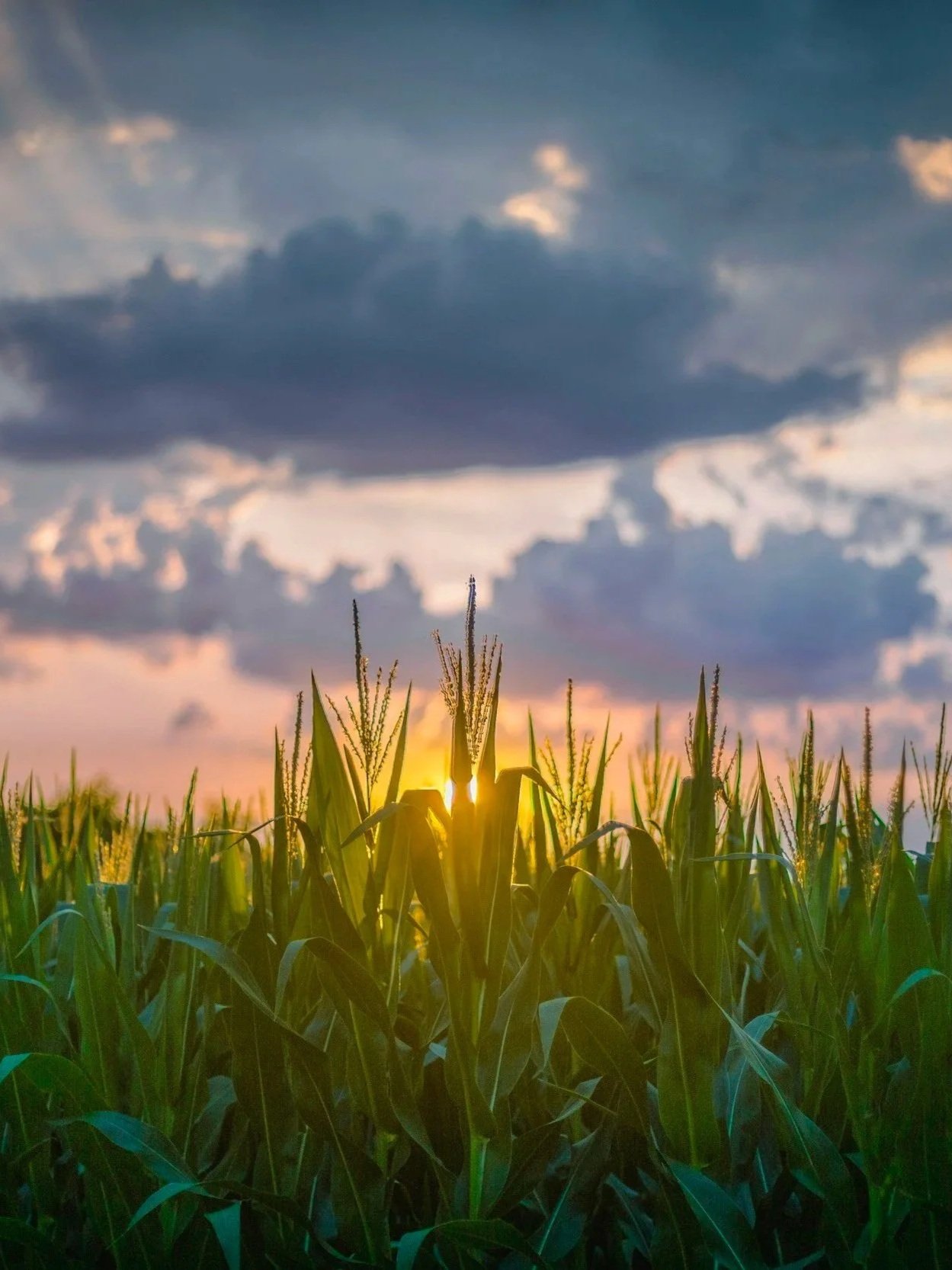 Crop Tour Reveals Vastly Different Scenarios</span>