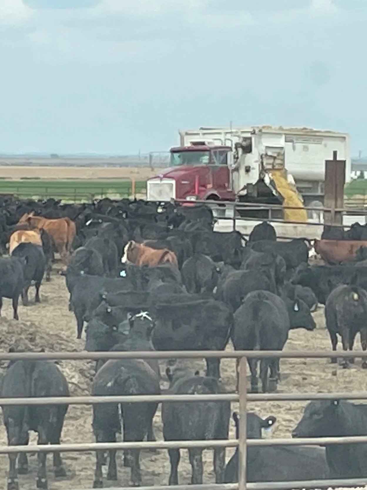 Cattle on Feed Up 2% Over Last Year</span>